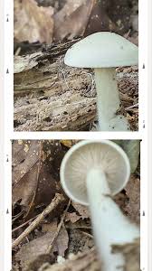 Attēlu rezultāti vaicājumam “Tricholoma album”