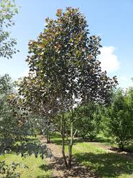 Attēlu rezultāti vaicājumam “Populus nigra”