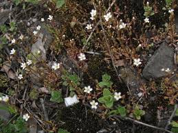 Attēlu rezultāti vaicājumam “Saxifraga tridactylites fruit”