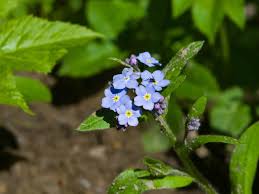 Image result for Vergissmeinnicht