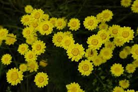 Image result for Helichrysum subulifolium