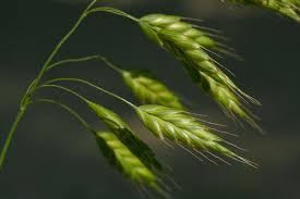 Attēlu rezultāti vaicājumam “Bromus secalinus”