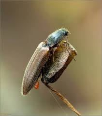 Attēlu rezultāti vaicājumam “Athous sp.”