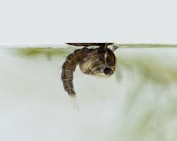 Attēlu rezultāti vaicājumam “Scardia boletella pupa”