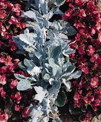 Image result for Cineraria maritima