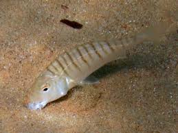 Image result for Lithognathus mormyrus