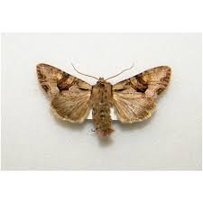 Attēlu rezultāti vaicājumam “Mesoleuca albicillata”