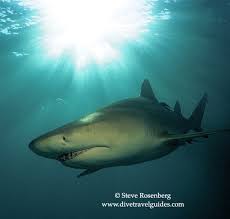 Image result for Negaprion brevirostris