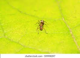 Attēlu rezultāti vaicājumam “Closterotomus biclavatus nymph”