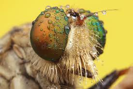 Attēlu rezultāti vaicājumam “Asilus crabroniformis”