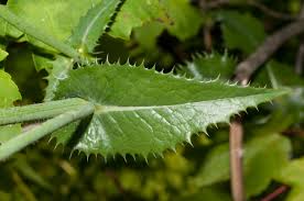 Attēlu rezultāti vaicājumam “Sonchus asper leaf”