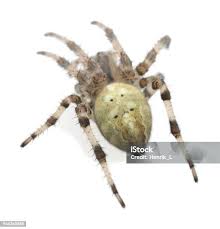 Attēlu rezultāti vaicājumam “Araneus quadratus”