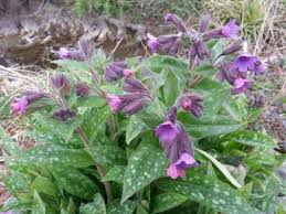 Image result for Lungenkraut