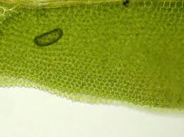 Attēlu rezultāti vaicājumam “Fissidens pusillus sporophyte”