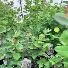 Attēlu rezultāti vaicājumam “Symphoricarpos albus”