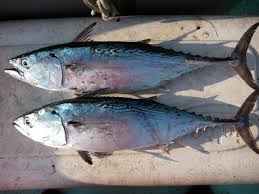 Image result for Euthynnus alletteratus