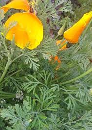 Attēlu rezultāti vaicājumam “Eschscholzia californica leaf”