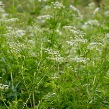 Attēlu rezultāti vaicājumam “Cnidium dubium”