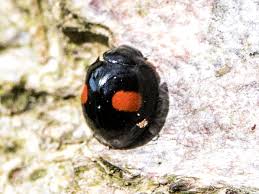 Attēlu rezultāti vaicājumam “Chilocorus renipustulatus”