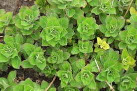 Attēlu rezultāti vaicājumam “Lysimachia punctata”