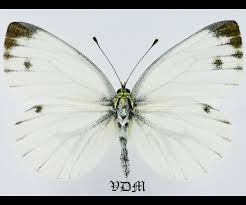 Attēlu rezultāti vaicājumam “Pieris napi male”