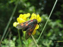 Attēlu rezultāti vaicājumam “Zygaena lonicerae”