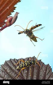 Attēlu rezultāti vaicājumam “Clytus arietis”