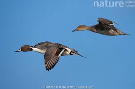 Attēlu rezultāti vaicājumam “Anas acuta male”