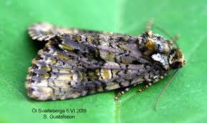 Attēlu rezultāti vaicājumam “Craniophora ligustri”