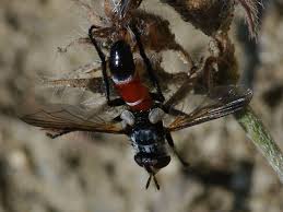 Attēlu rezultāti vaicājumam “Cylindromyia sp.”