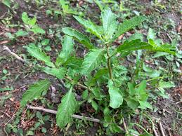 Image result for Chenopodium ambrosioides