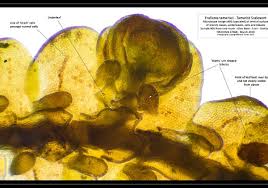 Attēlu rezultāti vaicājumam “Frullania tamarisci”