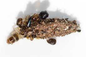 Attēlu rezultāti vaicājumam “Psychidae”