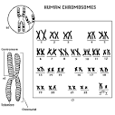 <b>Chromosome</b>: a very long DNA