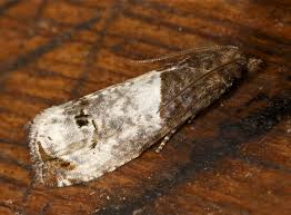 Attēlu rezultāti vaicājumam “Notocelia roborana”