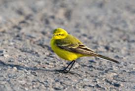 Attēlu rezultāti vaicājumam “Motacilla flava flava”