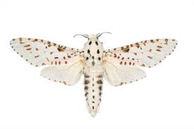 Attēlu rezultāti vaicājumam “Cossidae”