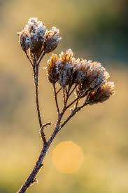 Attēlu rezultāti vaicājumam “Achillea millefolium bud”