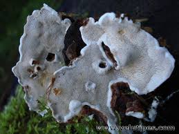 Attēlu rezultāti vaicājumam “Heterobasidion parviporum”