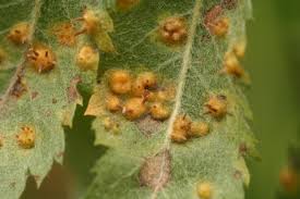 Attēlu rezultāti vaicājumam “Gymnosporangium cornutum”