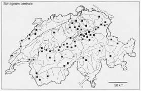 Attēlu rezultāti vaicājumam “Sphagnum centrale”