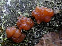 Attēlu rezultāti vaicājumam “Exidia repanda”