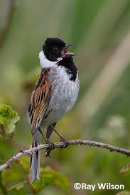Attēlu rezultāti vaicājumam “Emberiza schoeniclus male”
