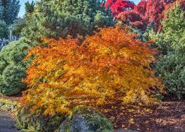 Attēlu rezultāti vaicājumam “Acer pseudosieboldianum”