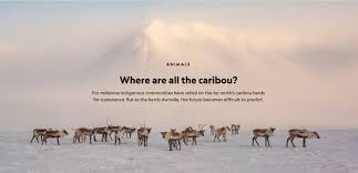 Image result for Clyde Valley Predators