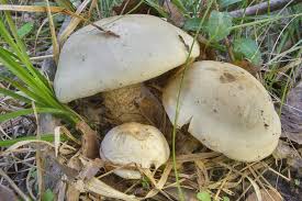 Image result for macrocybe titans