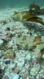 Image result for Haploblepharus edwardsii