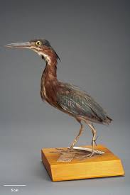 Image result for Butorides virescens