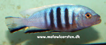 Risultati immagini per cynotilapia pulpican