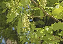 Attēlu rezultāti vaicājumam “Quercus robur male flower”